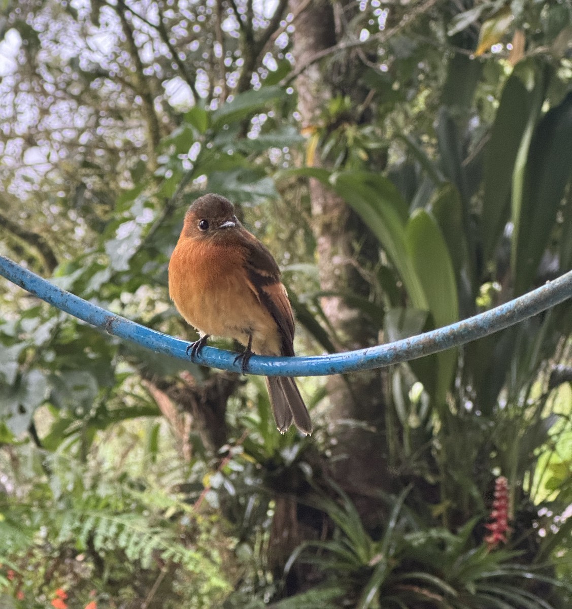 Cinnamon Flycatcher - ML621327792