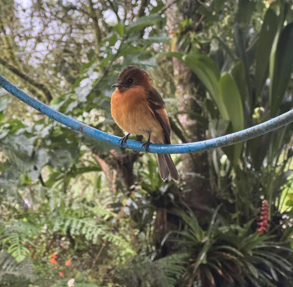 Cinnamon Flycatcher - ML621327793