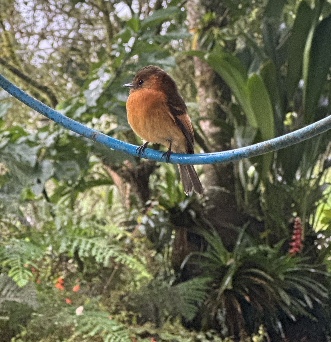 Cinnamon Flycatcher - ML621327794