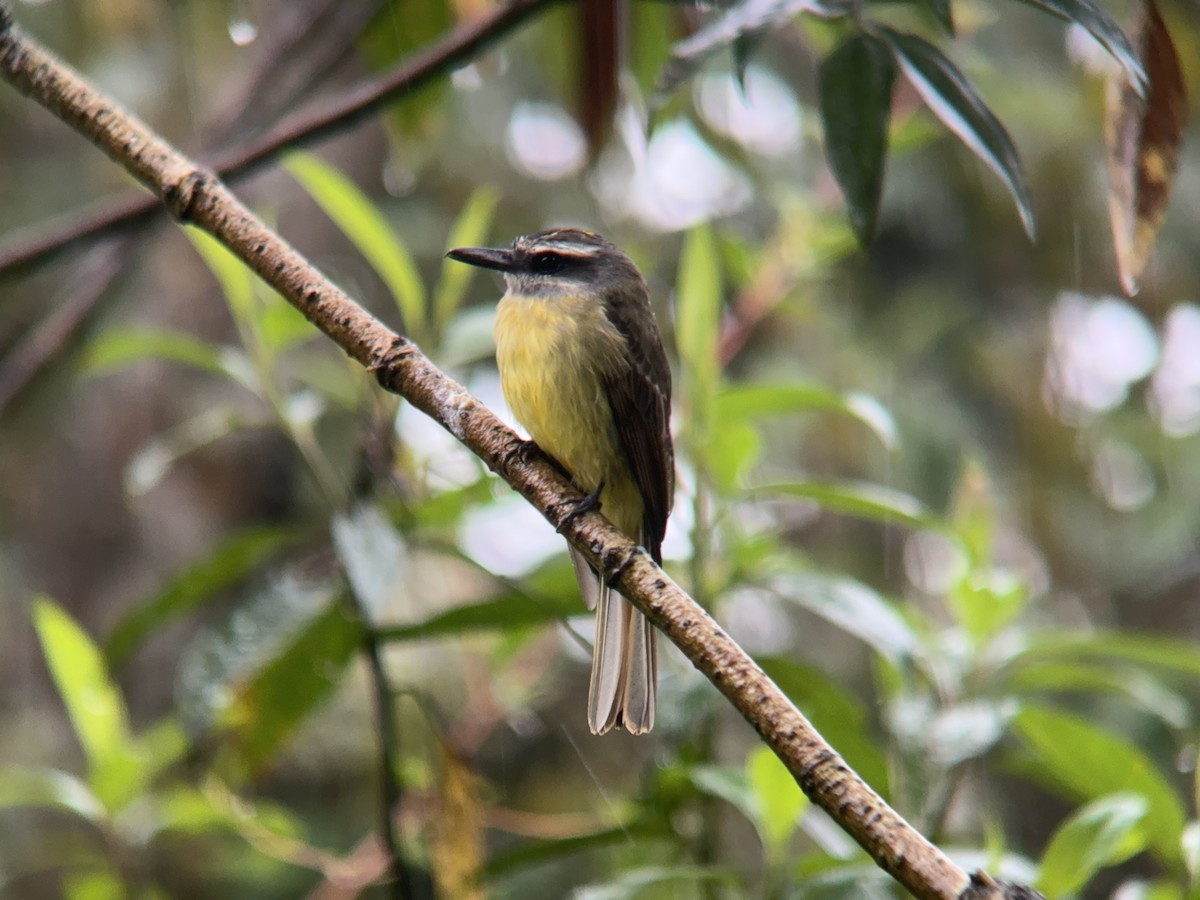 Golden-bellied Flycatcher - ML621327798