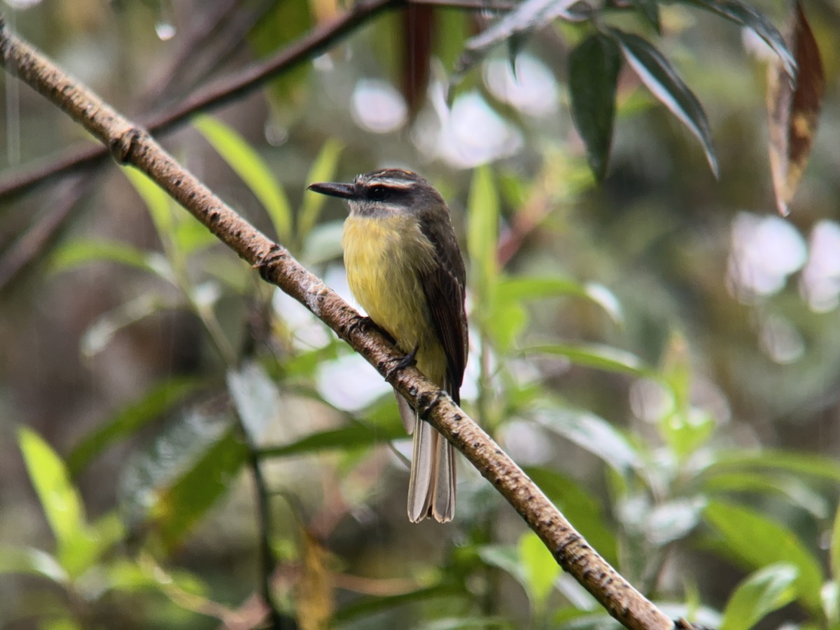 Golden-bellied Flycatcher - ML621327799