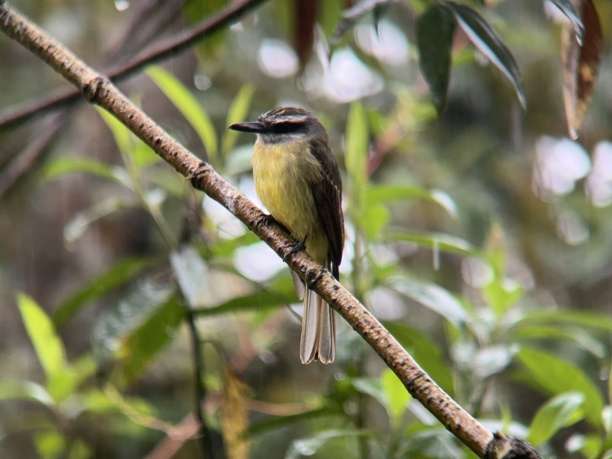 Golden-bellied Flycatcher - ML621327800