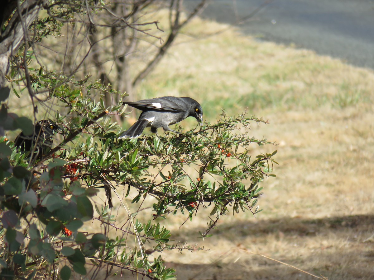 Pied Currawong - ML621327804