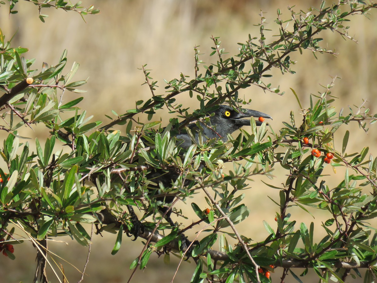 Pied Currawong - ML621327822