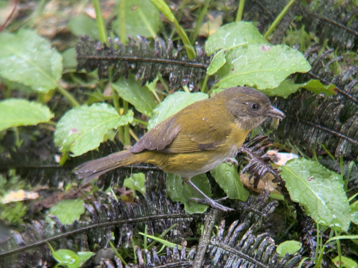 Common Chlorospingus (Northern Andes) - ML621327827