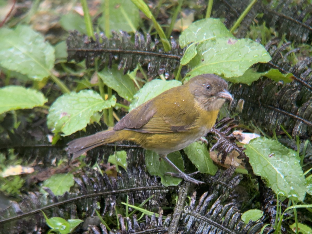 Common Chlorospingus (Northern Andes) - ML621327828