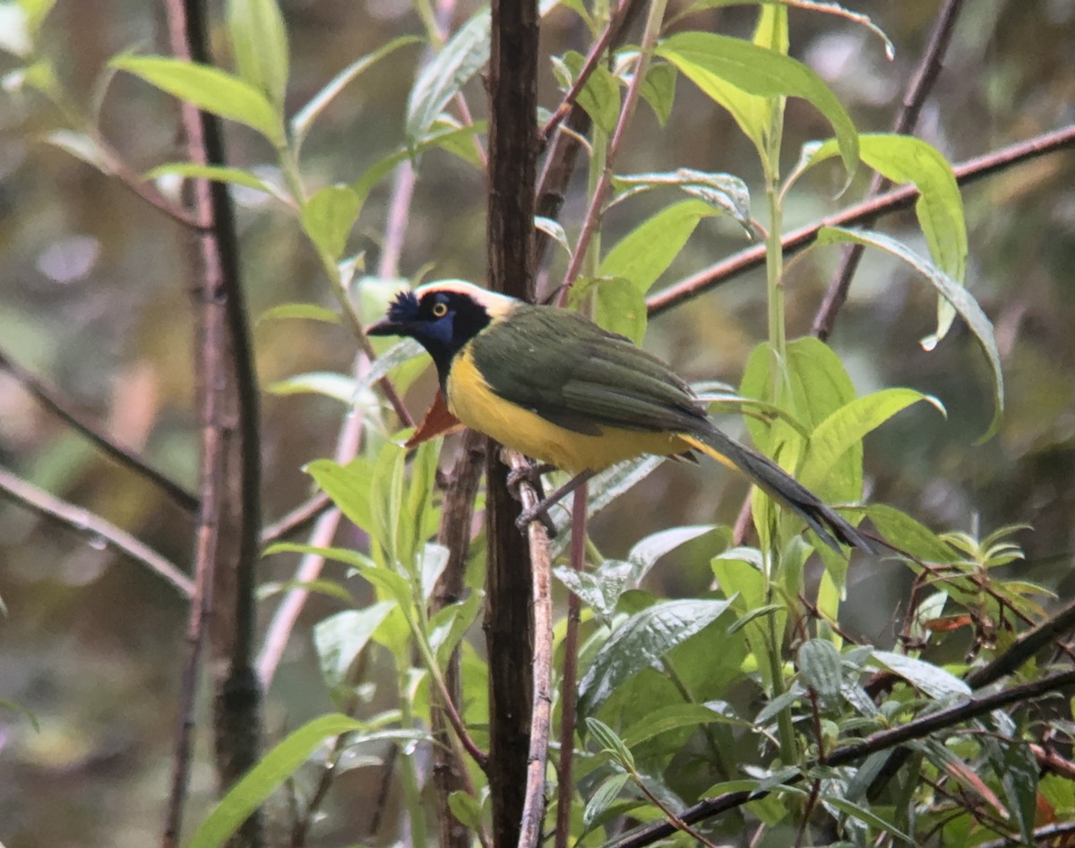 Green Jay (Inca) - ML621327834