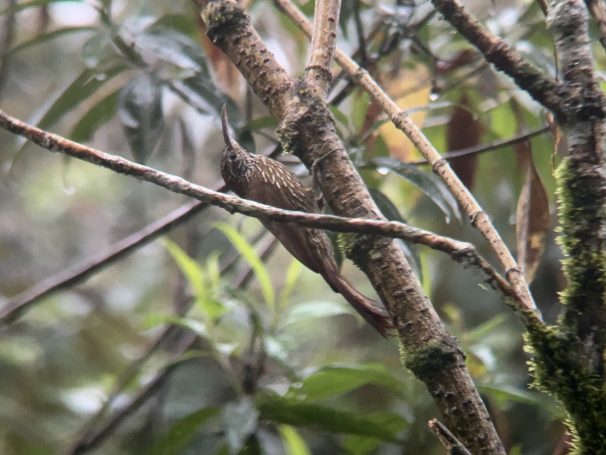 Montane Woodcreeper - ML621327846