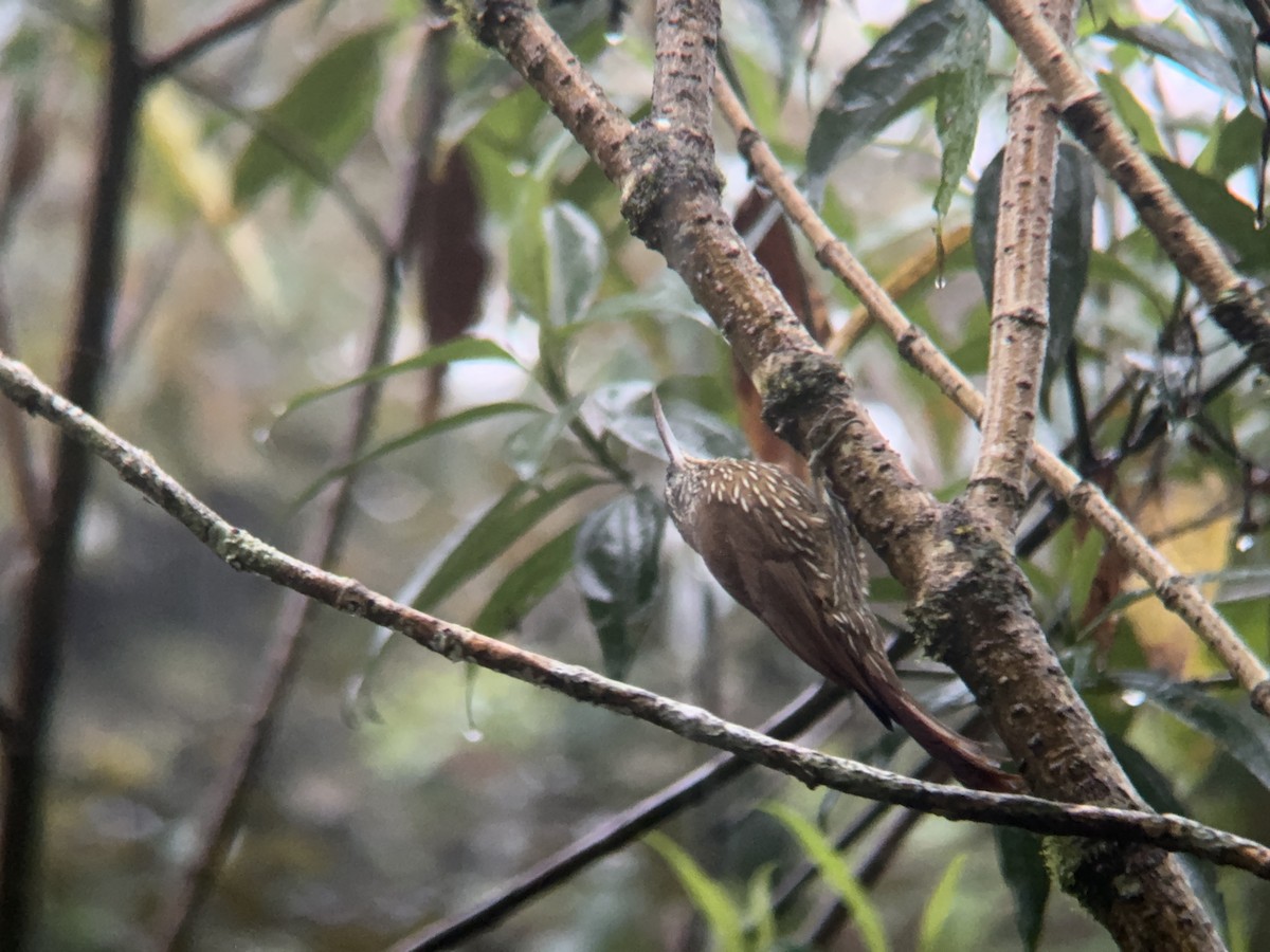 Montane Woodcreeper - ML621327847