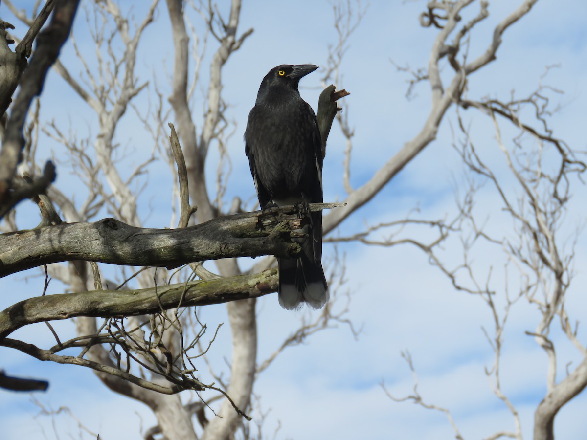 Pied Currawong - ML621327855