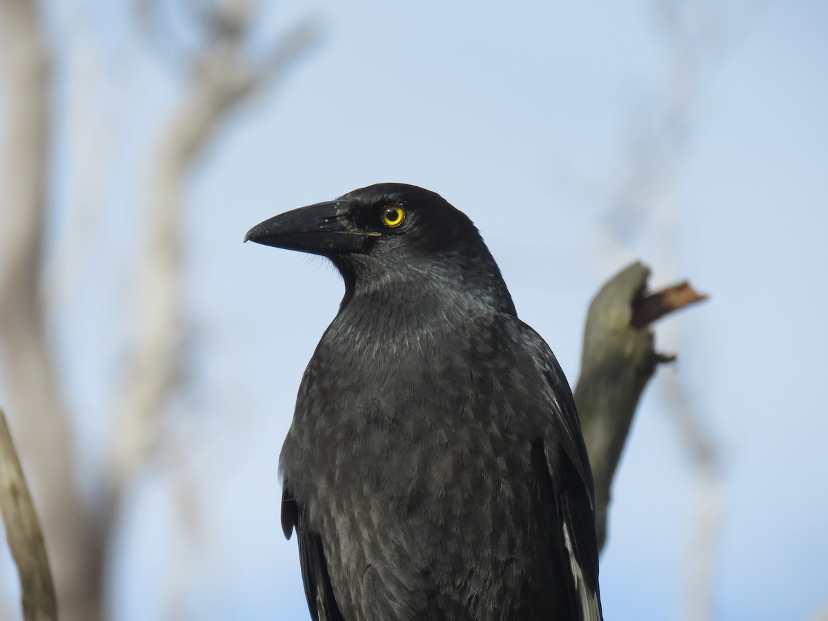 Pied Currawong - ML621327858