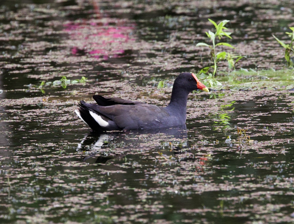 Dusky Moorhen - ML621327865