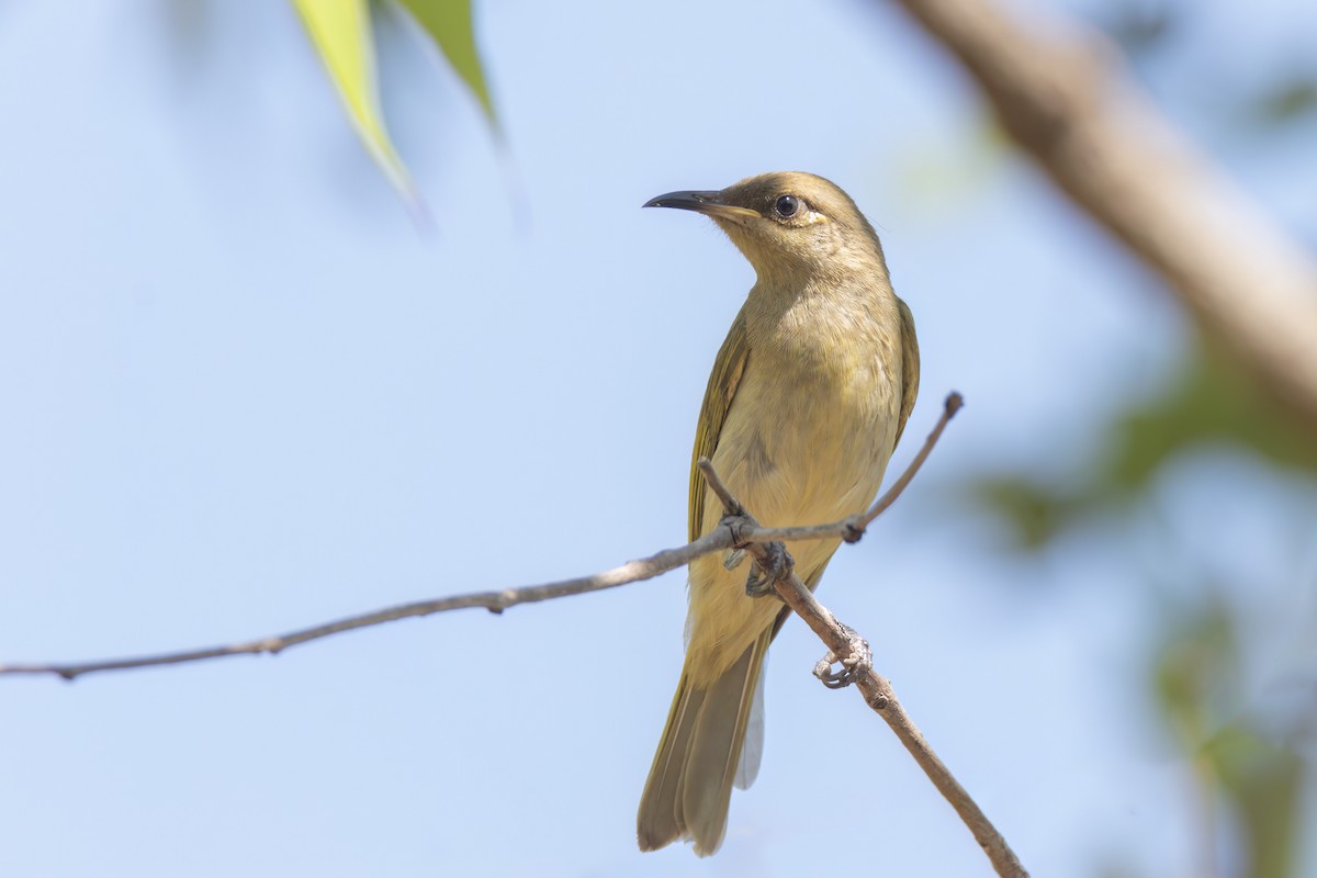 Brown Honeyeater - ML621327866