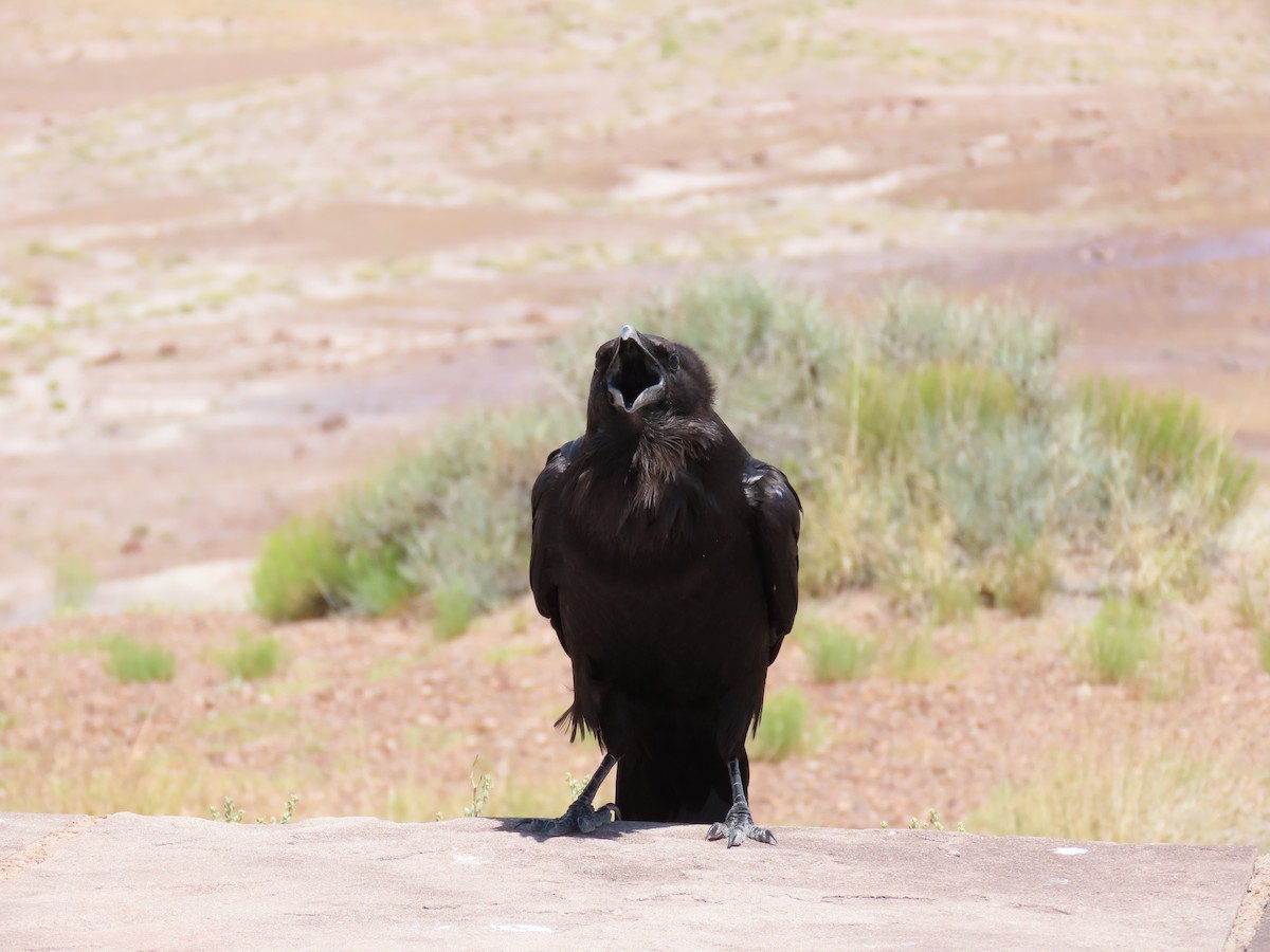 Common Raven - ML621327881