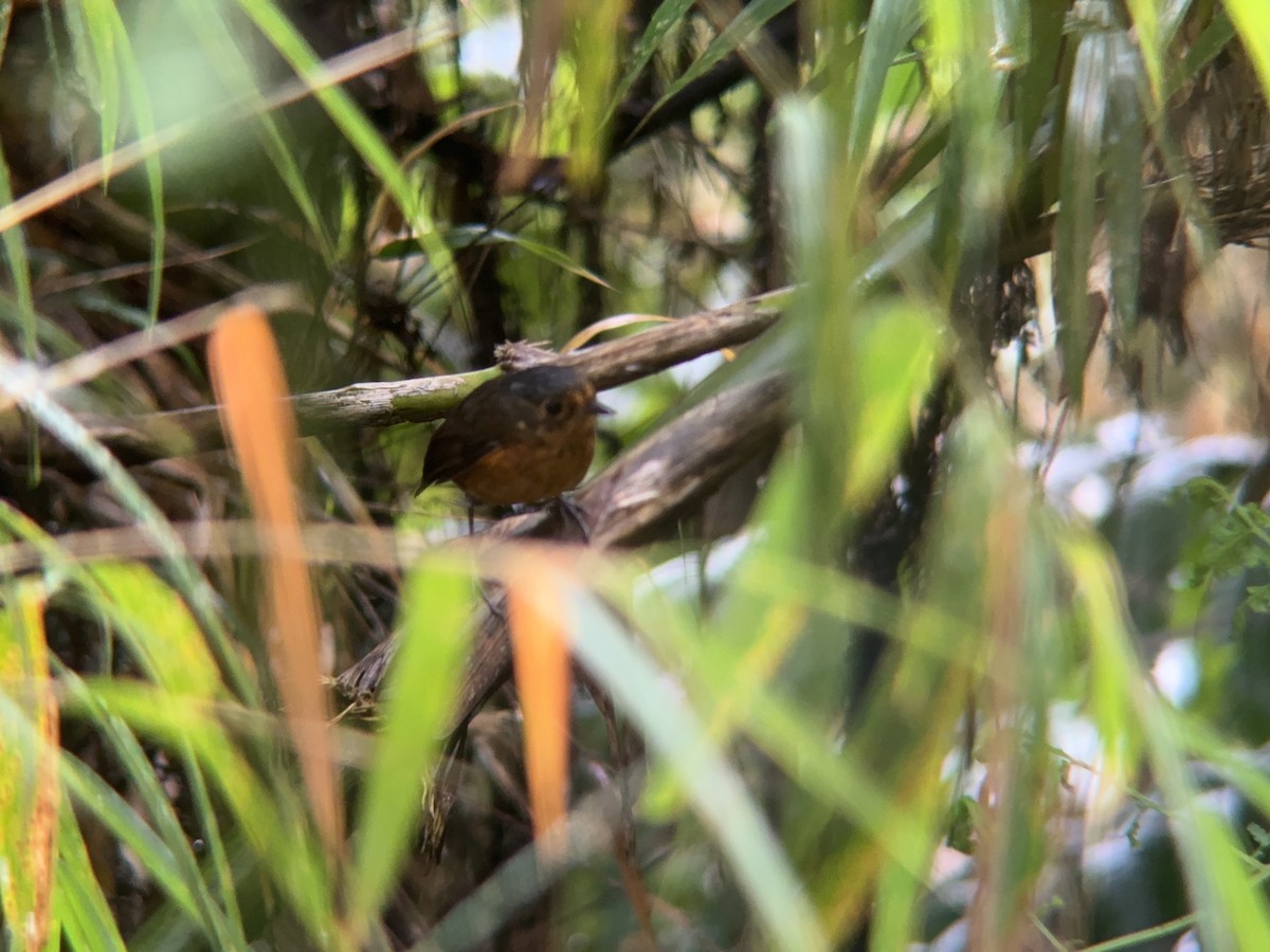 Slate-crowned Antpitta - ML621327944