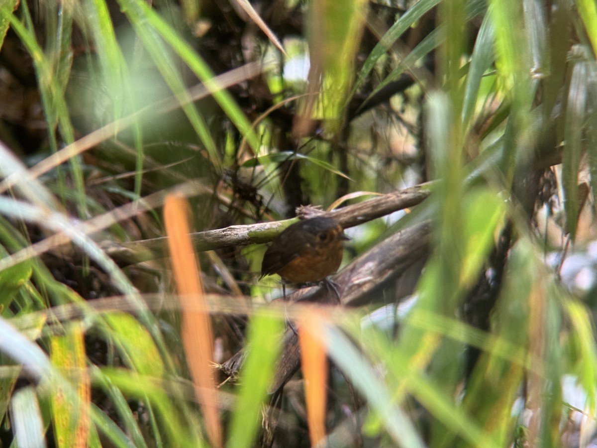 Slate-crowned Antpitta - ML621327945