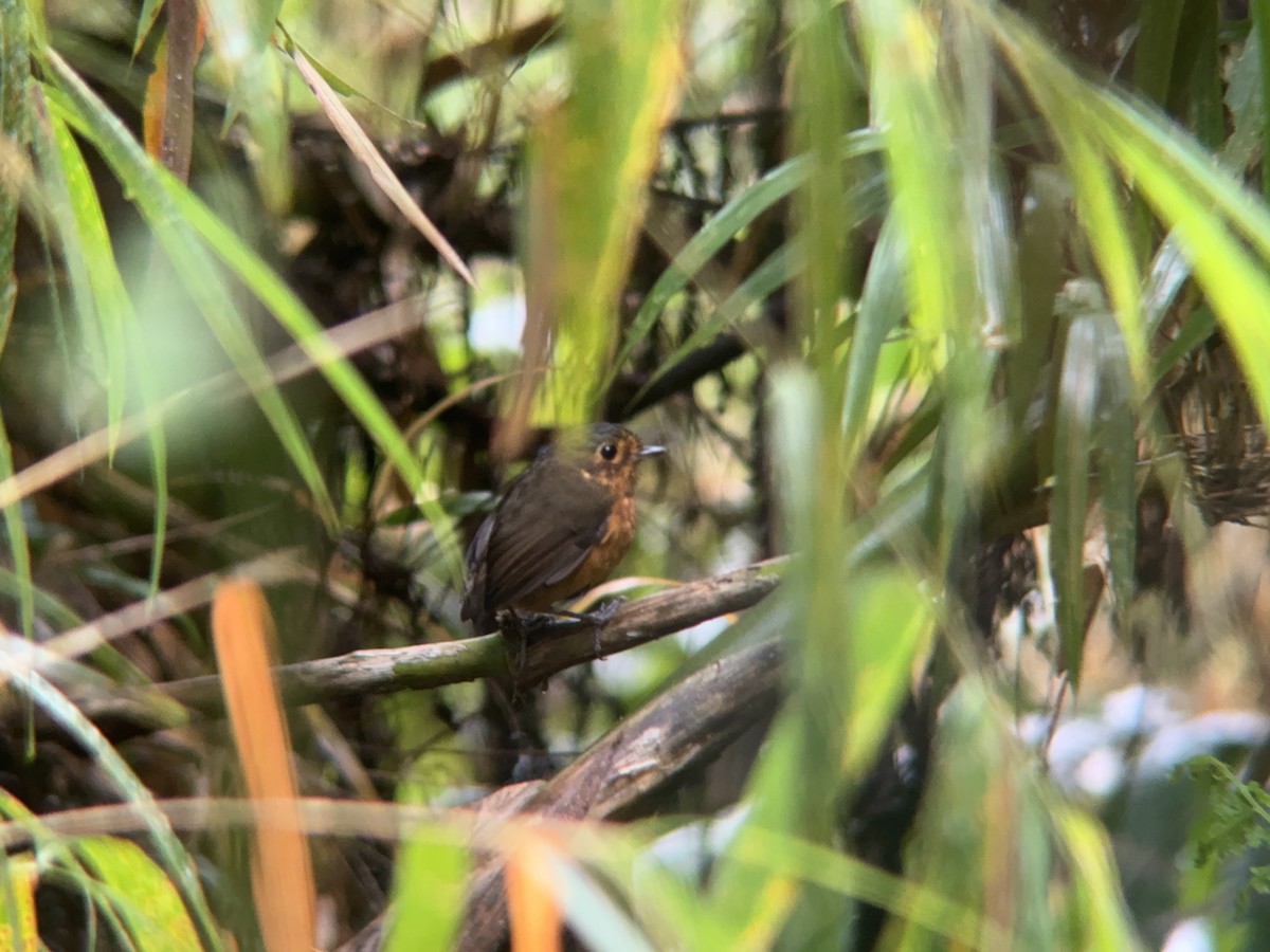 Slate-crowned Antpitta - ML621327946