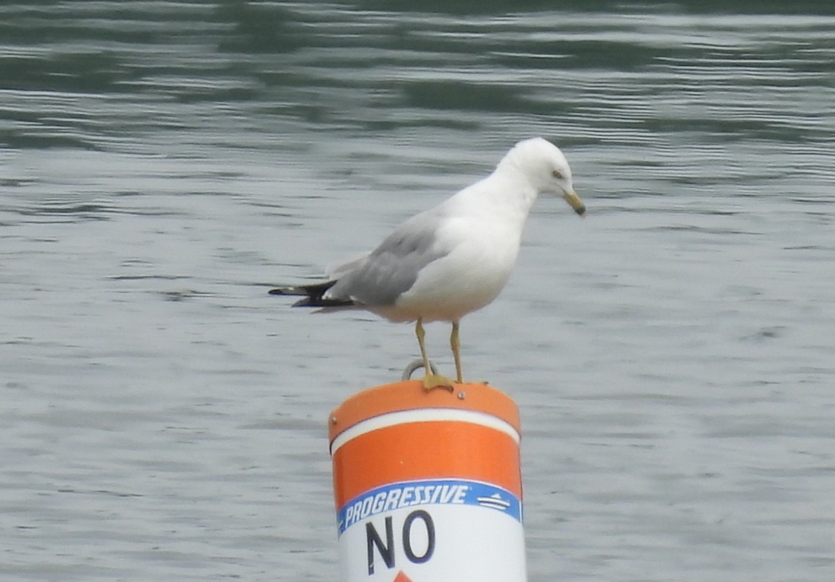 Ring-billed Gull - Fannie Courtier