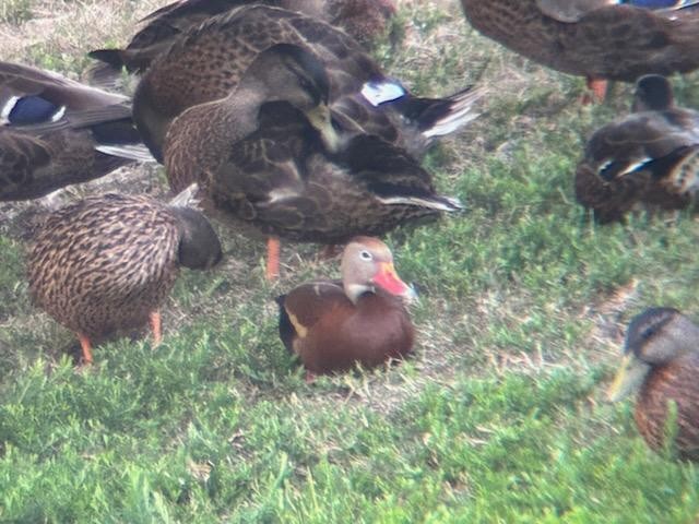 Black-bellied Whistling-Duck - ML621327982