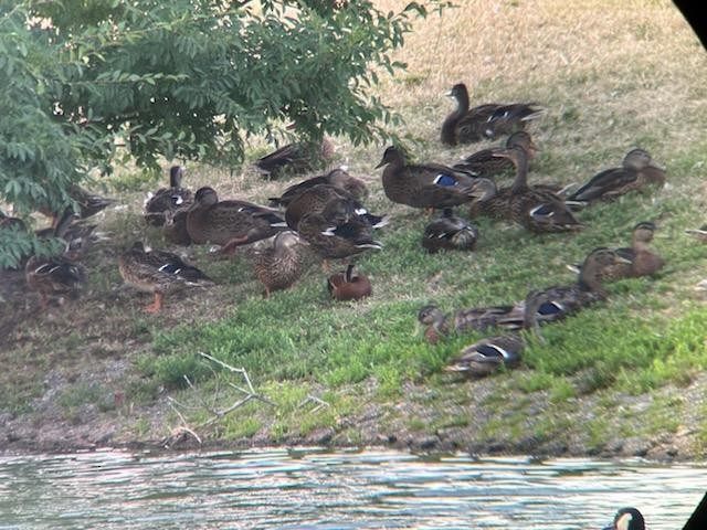 Black-bellied Whistling-Duck - ML621327983