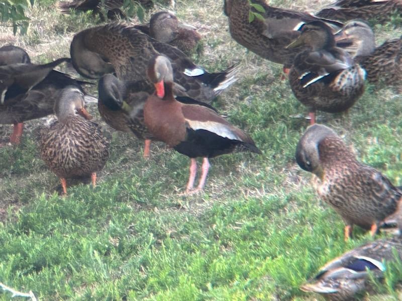 Black-bellied Whistling-Duck - ML621327984