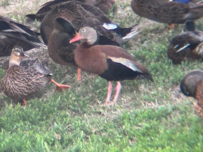 Black-bellied Whistling-Duck - ML621327985