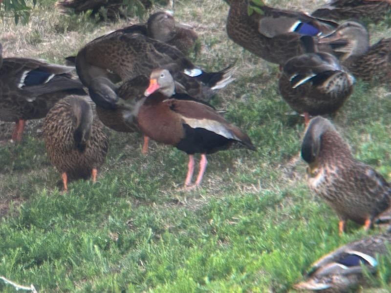 Black-bellied Whistling-Duck - ML621327986