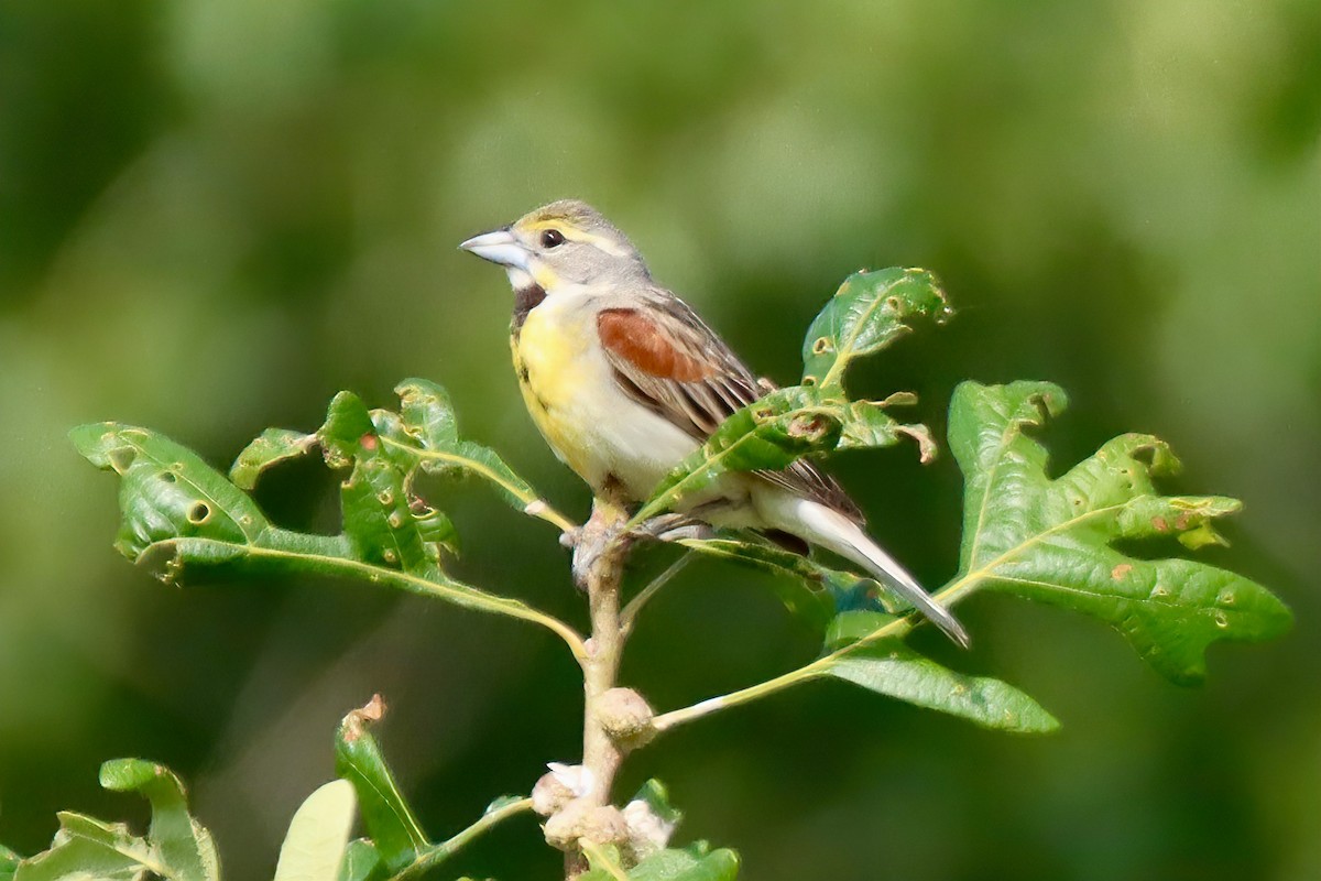 Dickcissel - Geoffrey Garver