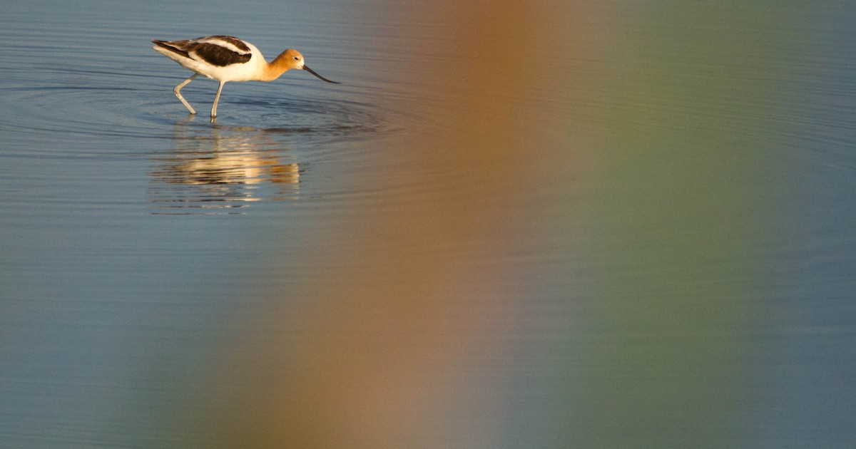 American Avocet - Nathan Tea