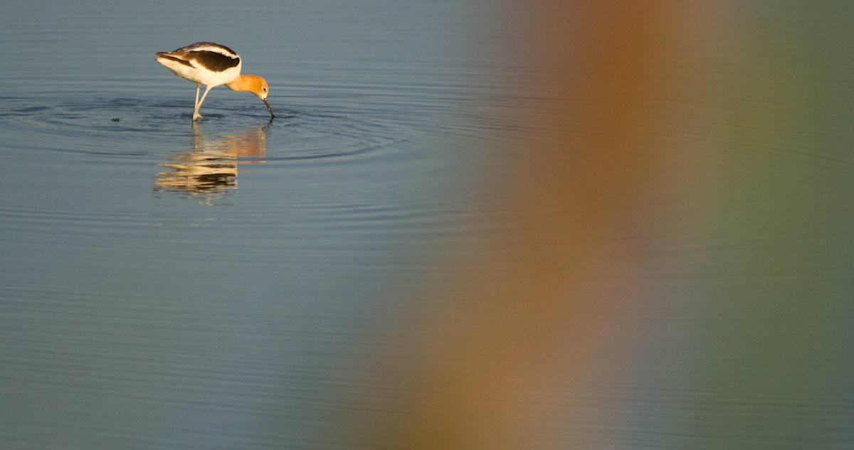 American Avocet - ML621328002