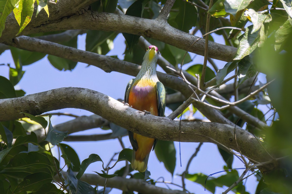 Rose-crowned Fruit-Dove - ML621328014