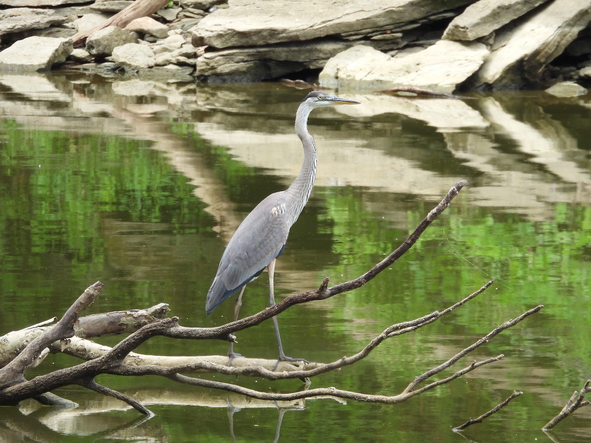 Great Blue Heron - Fannie Courtier