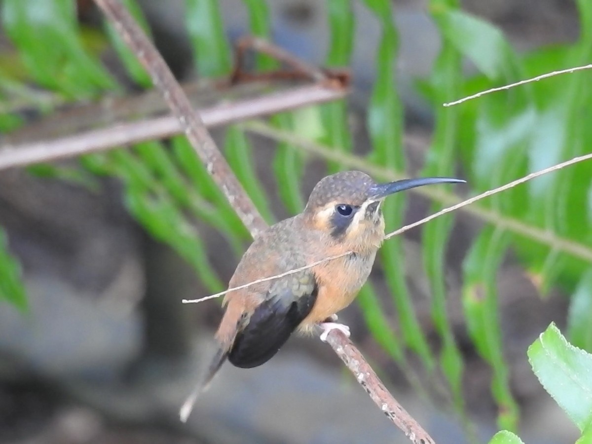 Stripe-throated Hermit - ML621328036