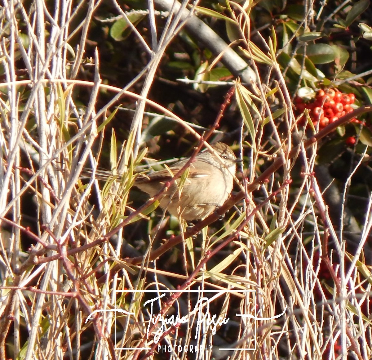 Plain-mantled Tit-Spinetail - ML621328058