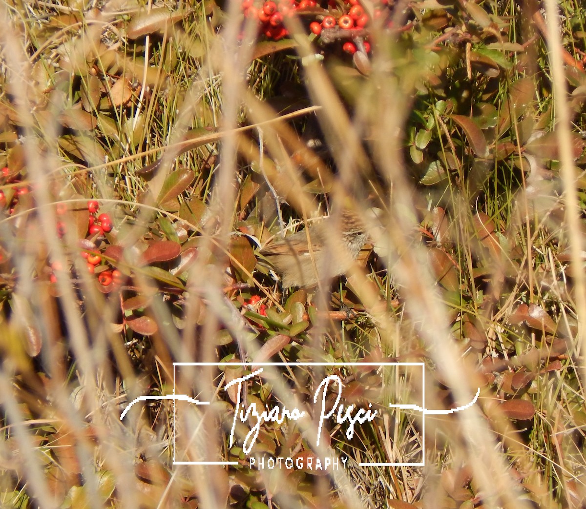 Plain-mantled Tit-Spinetail - ML621328067