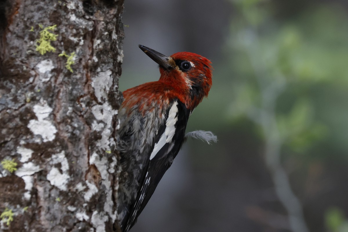 Red-breasted Sapsucker - Paul Prappas