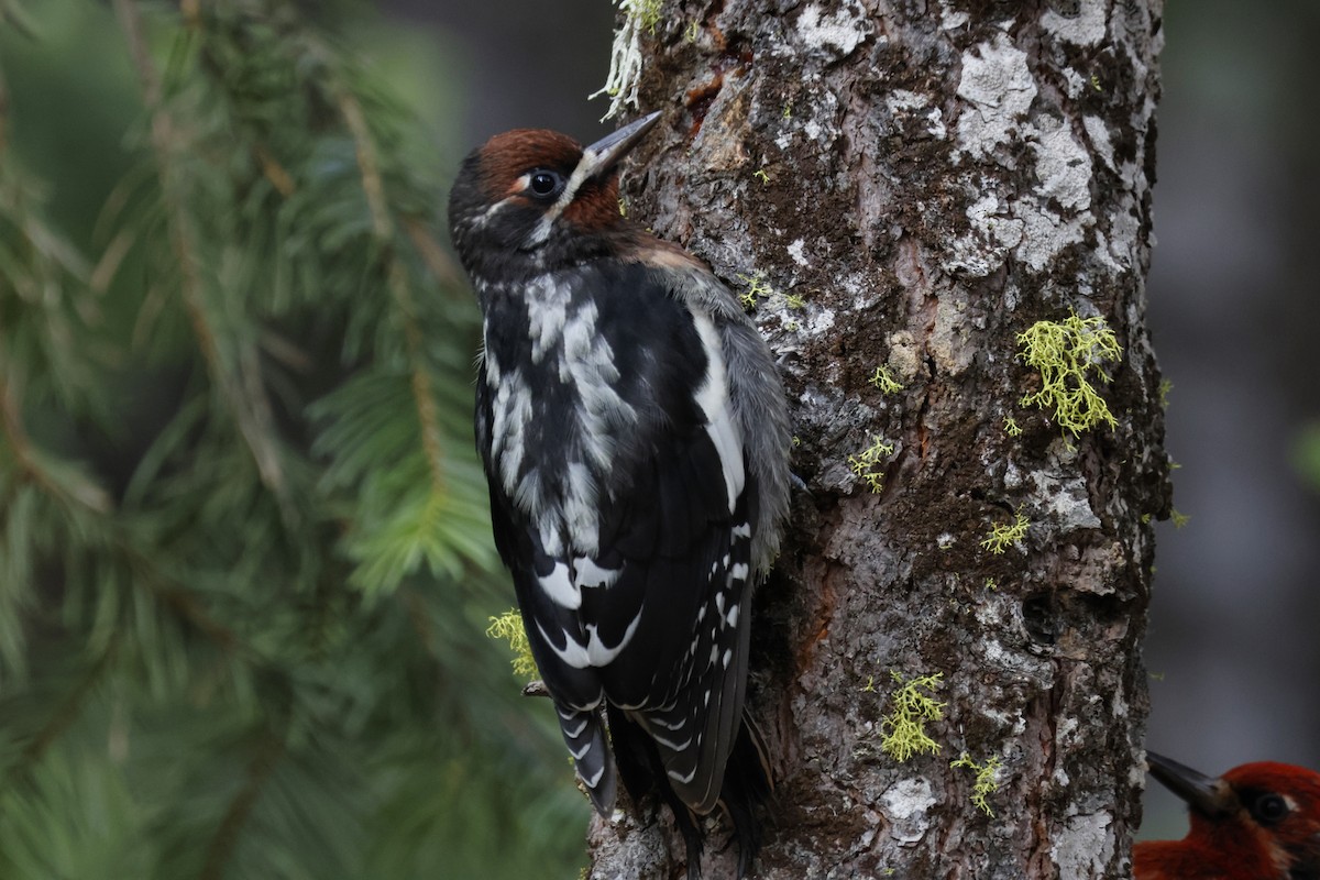 Red-breasted Sapsucker - ML621328073