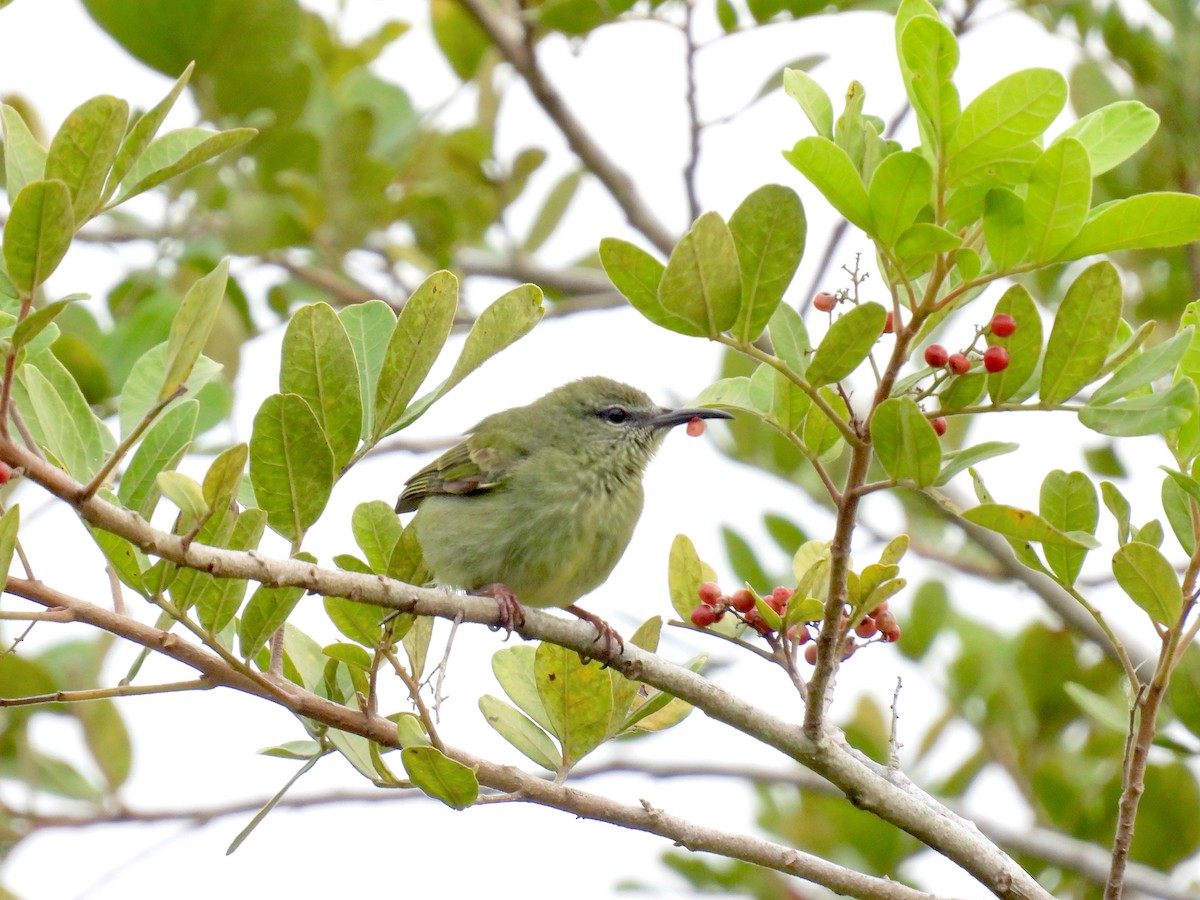 Red-legged Honeycreeper - ML621328092