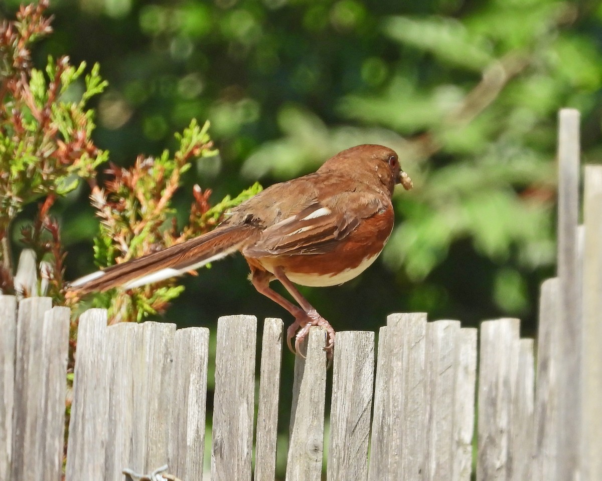 Eastern Towhee - ML621328125