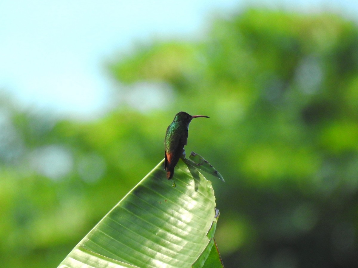 Rufous-tailed Hummingbird - ML621328147