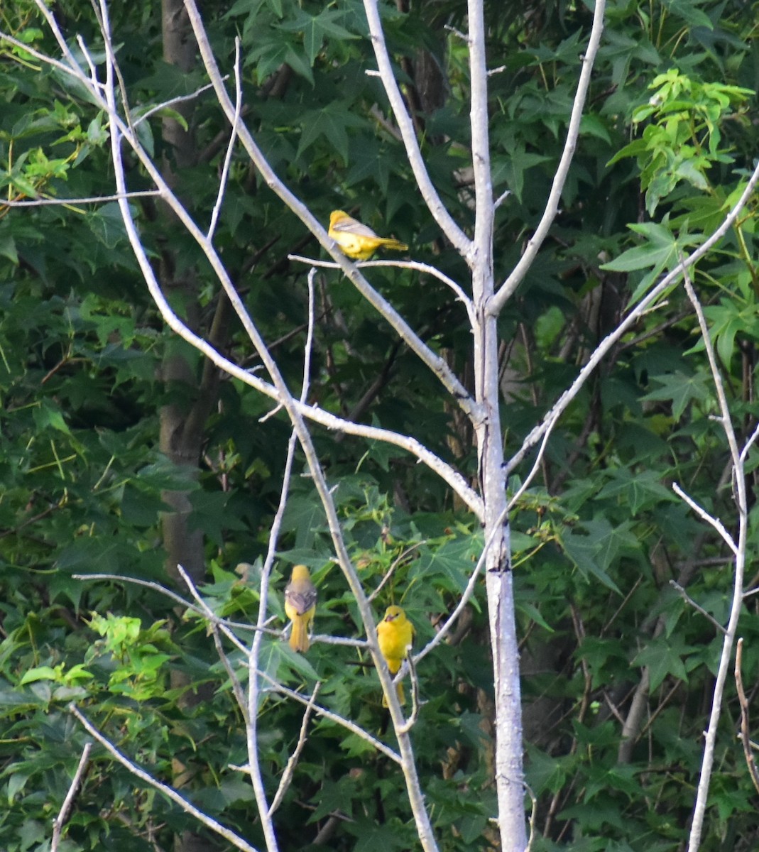 Orchard Oriole - ML621328163