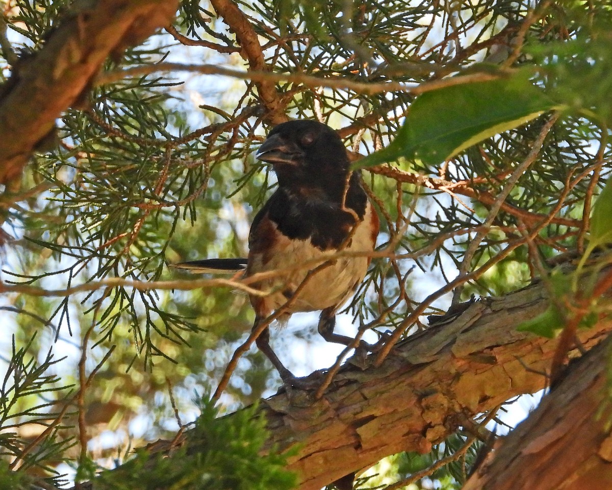 Eastern Towhee - ML621328165