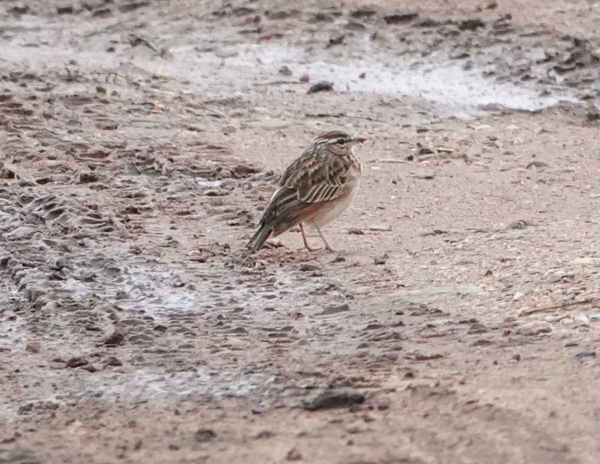 Red-backed Scrub-Robin - ML621328319