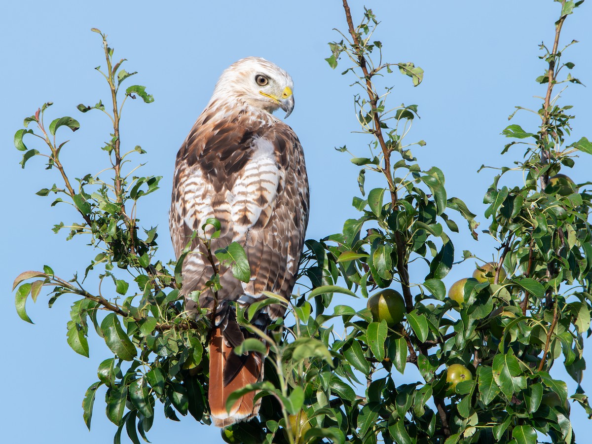 Red-tailed Hawk - Tyler Beames