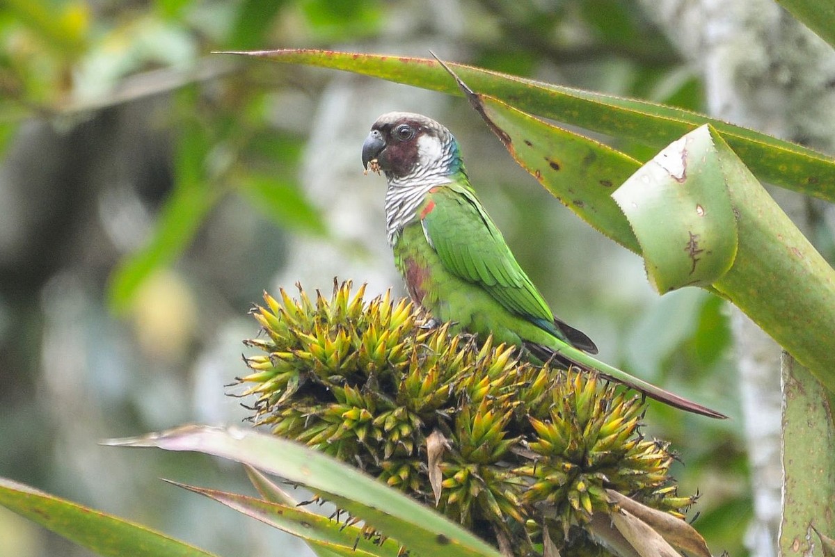 Gray-breasted Parakeet - Guilherme Serpa