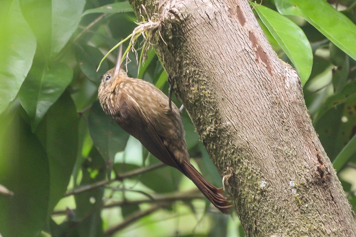 Ceara Woodcreeper - ML621328489