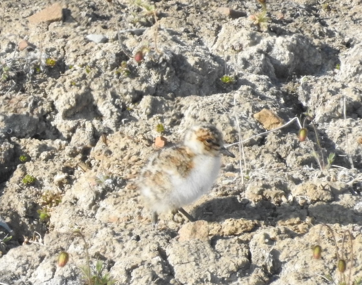 Red Knot - Brent Murphy