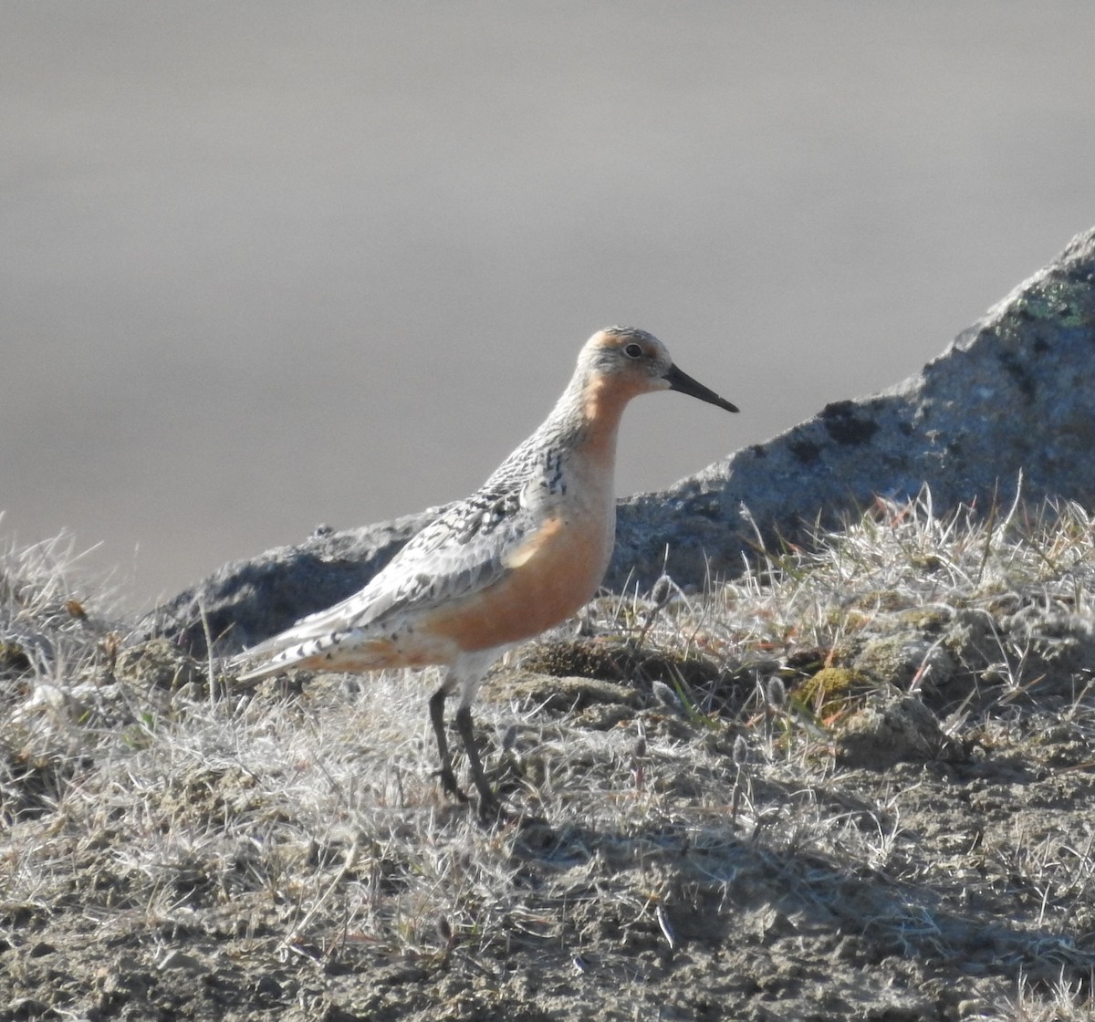 Red Knot - Brent Murphy