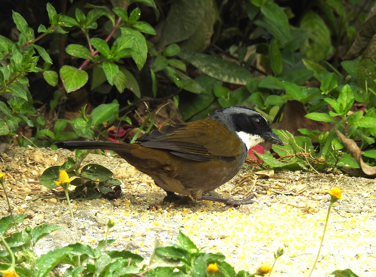 Sierra Nevada Brushfinch - ML621328550