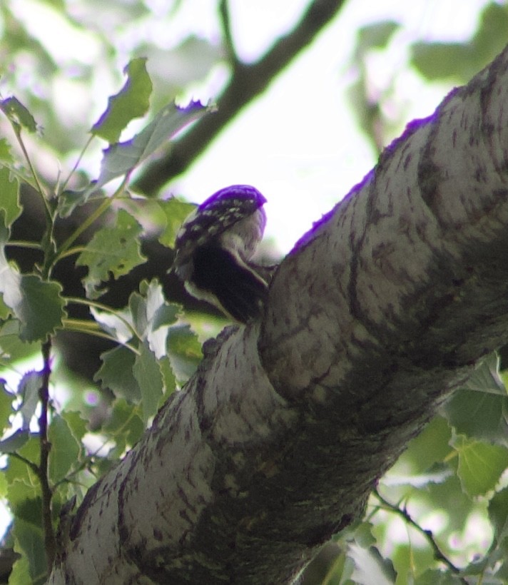 Hairy Woodpecker - ML621328566